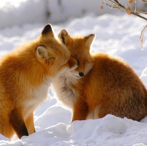 😚 Стикер «Cunning Fox (razoleg)» для Telegram