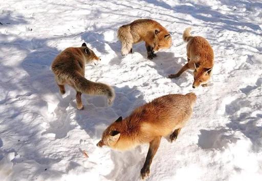 ♻️ Стикер «Cunning Fox (razoleg)» для Telegram