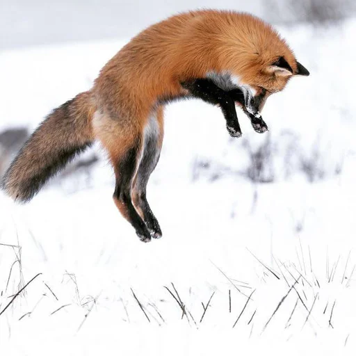🤸‍♂️ Стикер «Cunning Fox (razoleg)» для Telegram