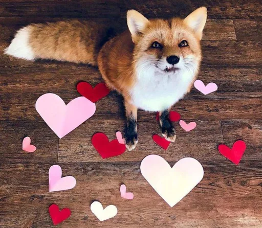 ❤️ Стикер «Cunning Fox (razoleg)» для Telegram
