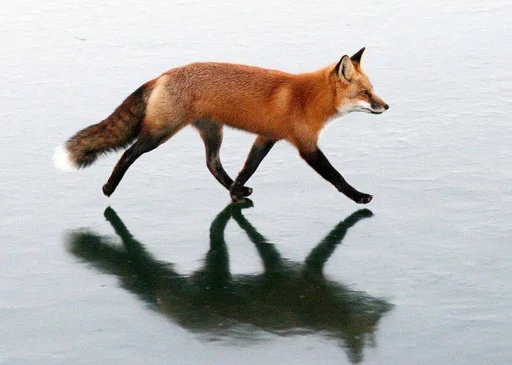 👋 Стикер «Cunning Fox (razoleg)» для Telegram