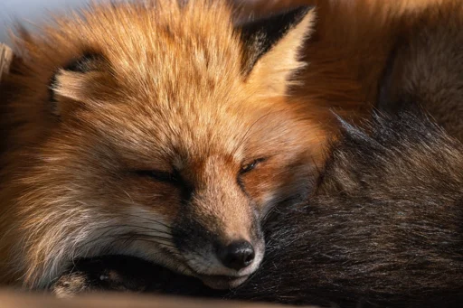 😭 Стикер «Cunning Fox (razoleg)» для Telegram