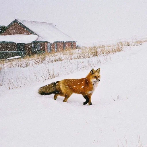 🏠 Стикер «Cunning Fox (razoleg)» для Telegram