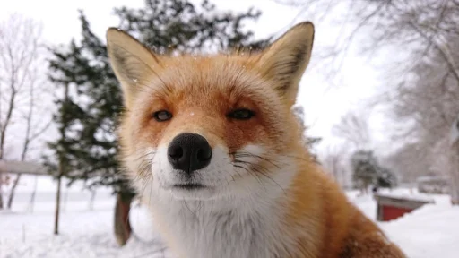 🤨 Стикер «Cunning Fox (razoleg)» для Telegram