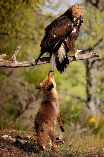 🐔 Стикер «Cunning Fox (razoleg)» для Telegram