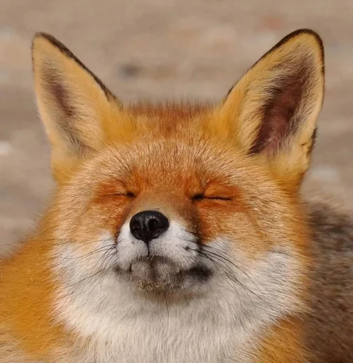 😑 Стикер «Cunning Fox (razoleg)» для Telegram