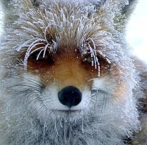 🥶 Стикер «Cunning Fox (razoleg)» для Telegram