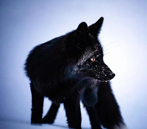 🥷 Стикер «Cunning Fox (razoleg)» для Telegram