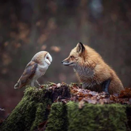 🦉 Стикер «Cunning Fox (razoleg)» для Telegram