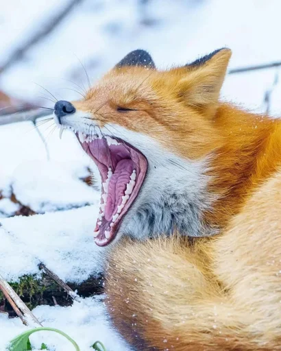 😂 Стикер «Cunning Fox (razoleg)» для Telegram