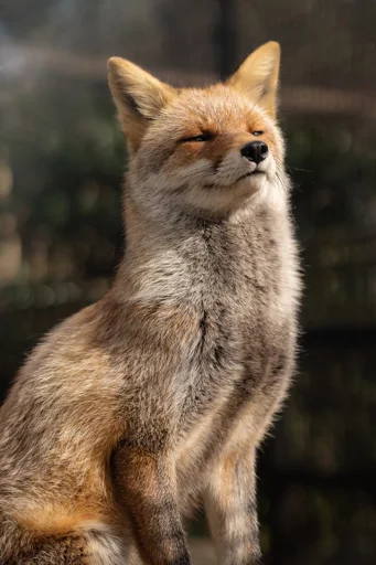 🧐 Стикер «Cunning Fox (razoleg)» для Telegram
