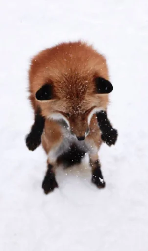 😧 Стикер «Cunning Fox (razoleg)» для Telegram