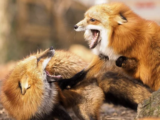 🔫 Стикер «Cunning Fox (razoleg)» для Telegram