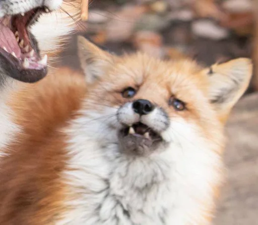 😱 Стикер «Cunning Fox (razoleg)» для Telegram