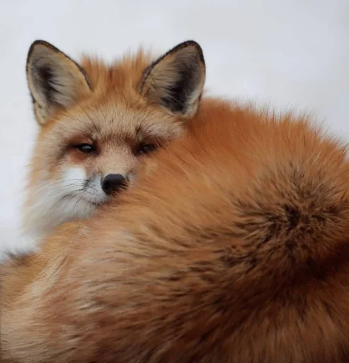 🤨 Стикер «Cunning Fox (razoleg)» для Telegram