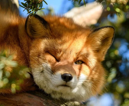 😉 Стикер «Cunning Fox (razoleg)» для Telegram