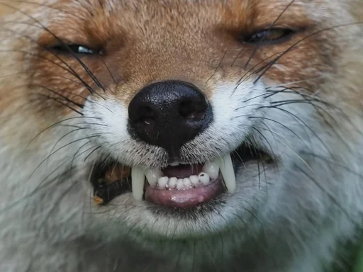 🤬 Стикер «Cunning Fox (razoleg)» для Telegram