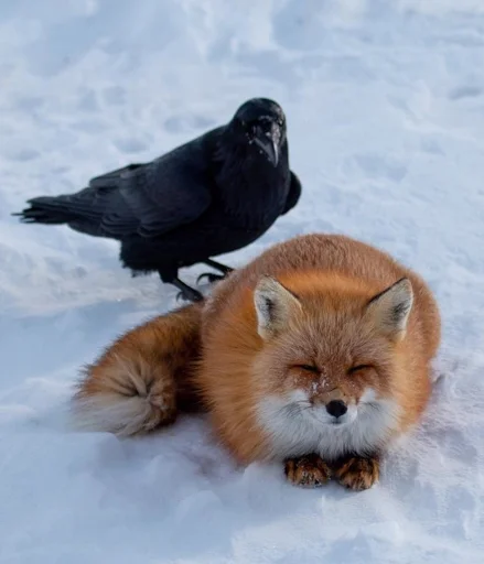 🐓 Стикер «Cunning Fox (razoleg)» для Telegram
