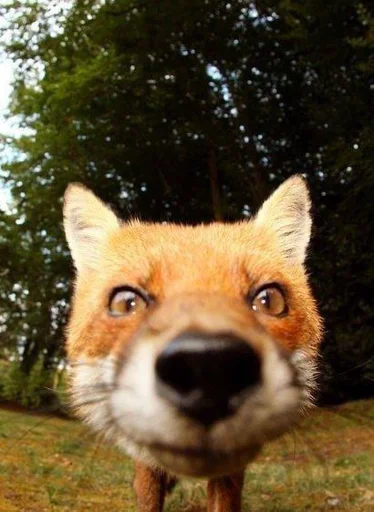 👀 Стикер «Cunning Fox (razoleg)» для Telegram