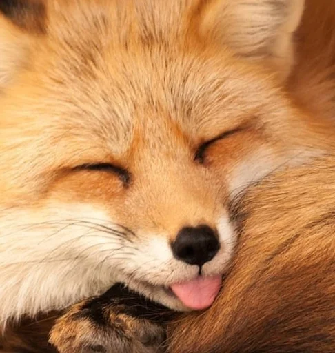 😝 Стикер «Cunning Fox (razoleg)» для Telegram