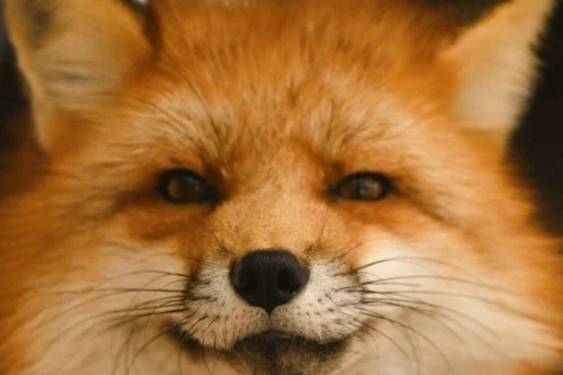 😏 Стикер «Cunning Fox (razoleg)» для Telegram