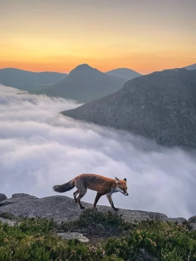⛰ Стикер «Cunning Fox (razoleg)» для Telegram