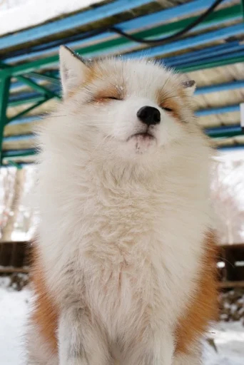 😑 Стикер «Cunning Fox (razoleg)» для Telegram