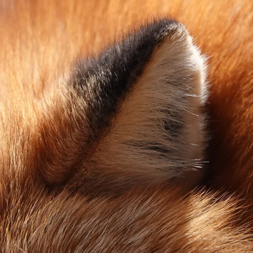 👂 Стикер «Cunning Fox (razoleg)» для Telegram