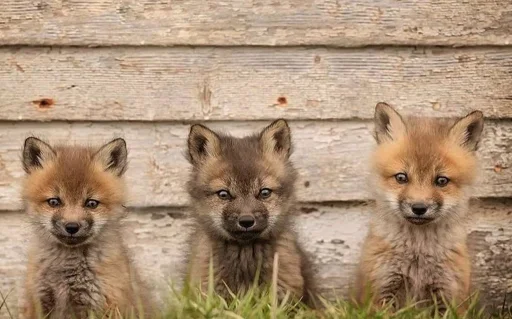 🤗 Стикер «Cunning Fox (razoleg)» для Telegram