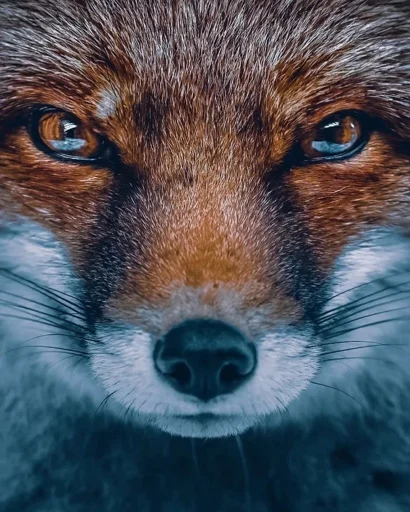 😈 Стикер «Cunning Fox (razoleg)» для Telegram