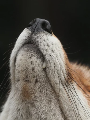👃 Стикер «Cunning Fox (razoleg)» для Telegram