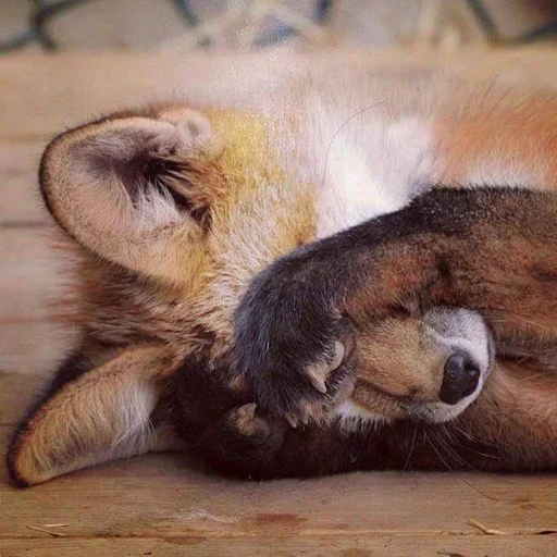 😥 Стикер «Cunning Fox (razoleg)» для Telegram