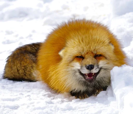😁 Стикер «Cunning Fox (razoleg)» для Telegram