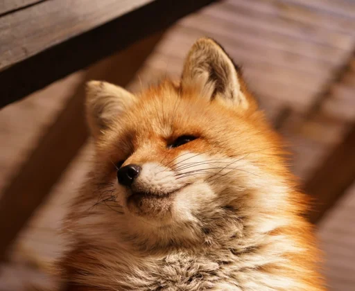 😏 Стикер «Cunning Fox (razoleg)» для Telegram