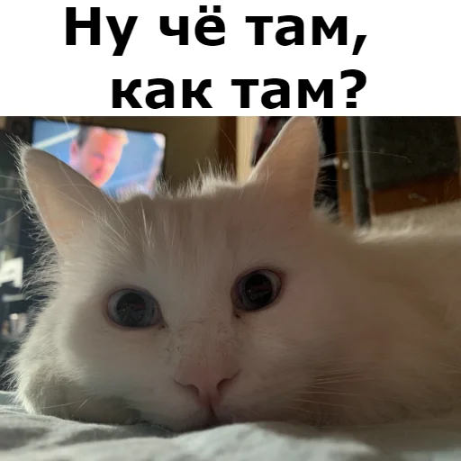❓ Стикер «Кот Красавчик» для Telegram