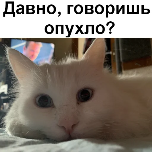 😼 Стикер «Кот Красавчик» для Telegram