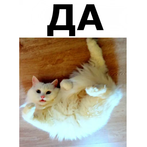 👍 Стикер «Кот Красавчик» для Telegram