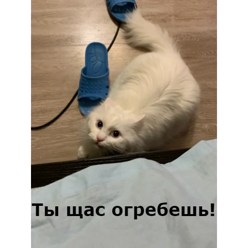 👿 Стикер «Кот Красавчик» для Telegram
