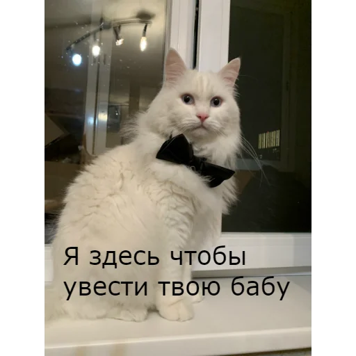 😈 Стикер «Кот Красавчик» для Telegram