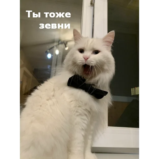 😴 Стикер «Кот Красавчик» для Telegram
