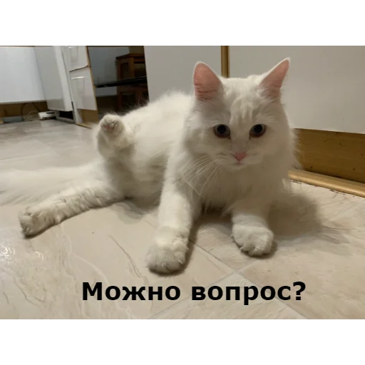 ❓ Стикер «Кот Красавчик» для Telegram