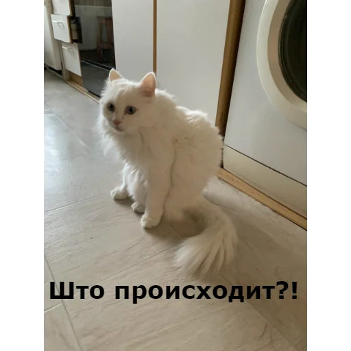 ❓ Стикер «Кот Красавчик» для Telegram