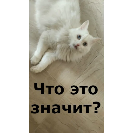 ❓ Стикер «Кот Красавчик» для Telegram