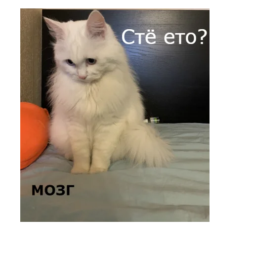 ❓ Стикер «Кот Красавчик» для Telegram