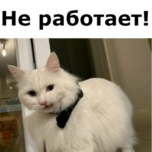 😤 Стикер «Кот Красавчик» для Telegram