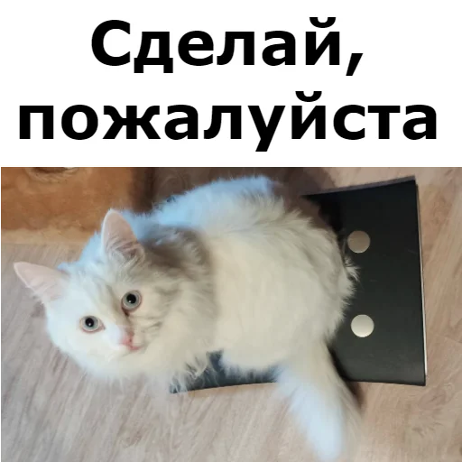 👼 Стикер «Кот Красавчик» для Telegram