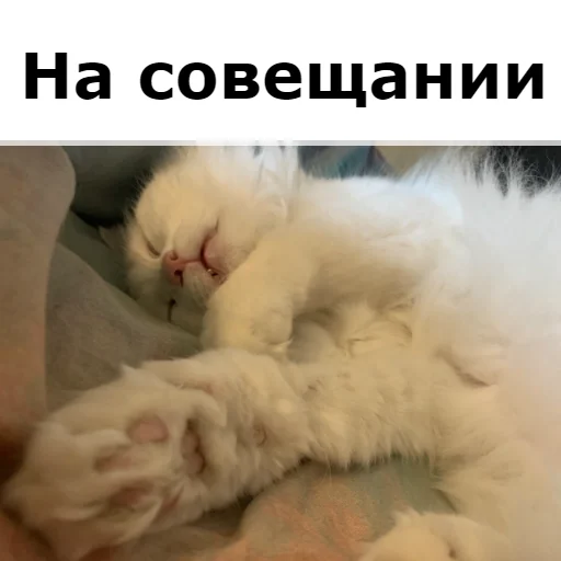 😴 Стикер «Кот Красавчик» для Telegram