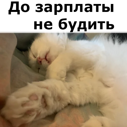 😴 Стикер «Кот Красавчик» для Telegram