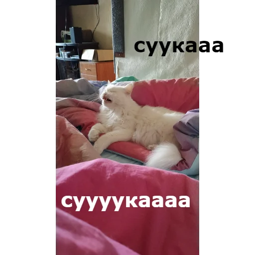 🙀 Стикер «Кот Красавчик» для Telegram