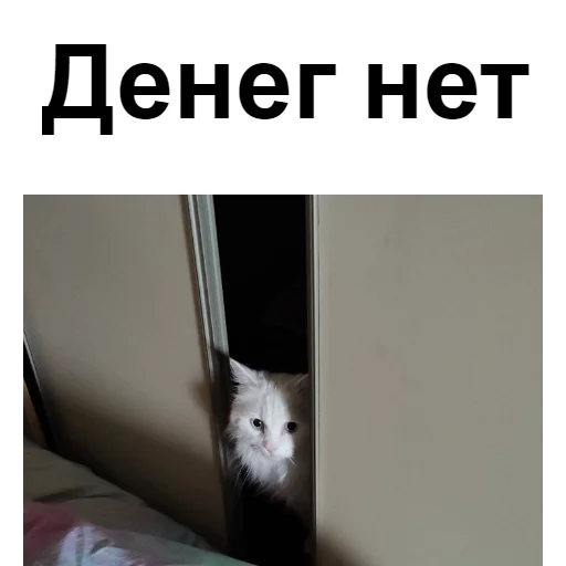 🙅 Стикер «Кот Красавчик» для Telegram